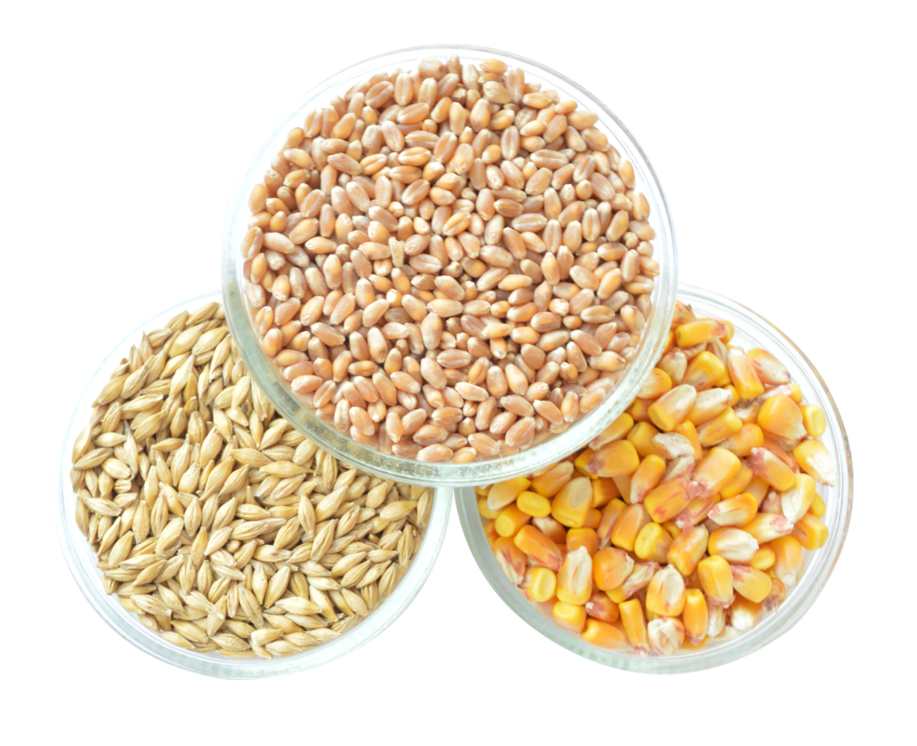 Grain Transparent PNG Image