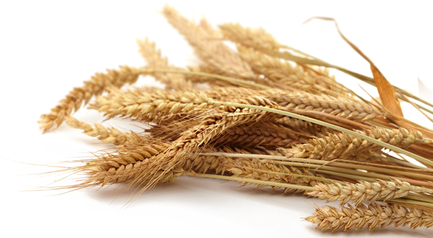 Grain Transparent PNG Image