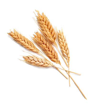 Grain Transparent PNG Image