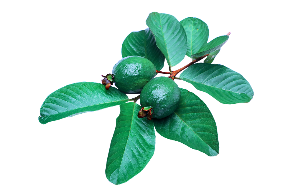 Guava Transparent PNG Image