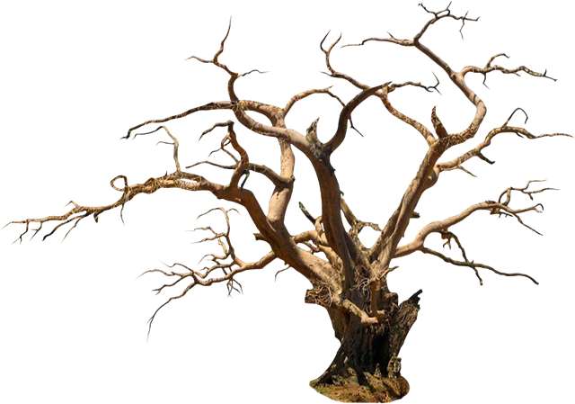 Halloween Tree Transparent PNG Image
