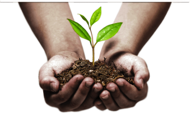 Sprout In Hands Hand Transparent PNG Image