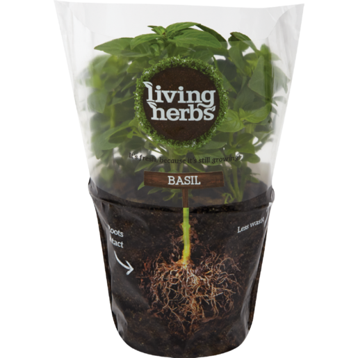 Basil Living Pot Leaf Herbs Transparent PNG Image
