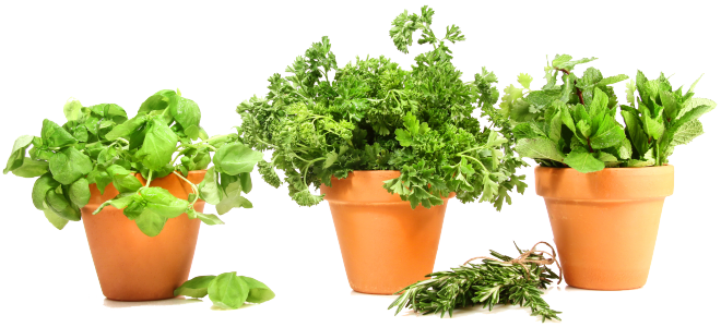 Basil Herbs Pot Leaf Transparent PNG Image