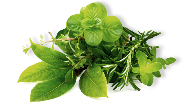 Herbs Transparent PNG Image