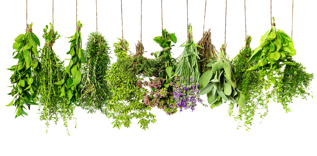 Herbs Transparent PNG Image