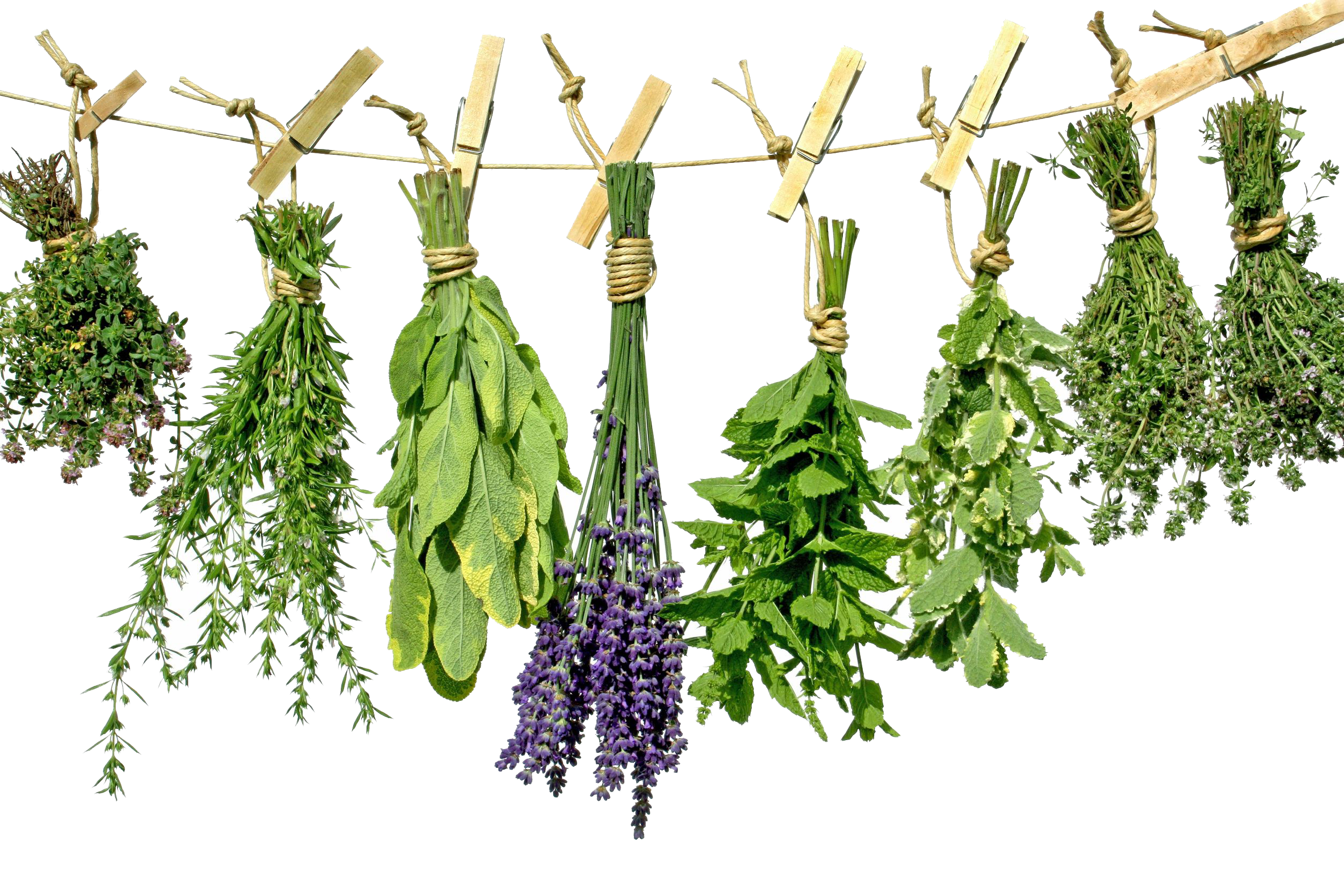 Herbs Transparent PNG Image