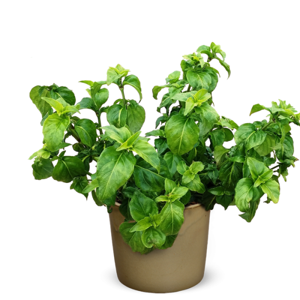 Herbs Transparent PNG Image