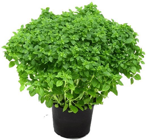 Herbs Transparent PNG Image