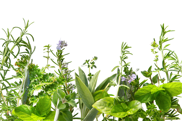 Herbs Transparent PNG Image