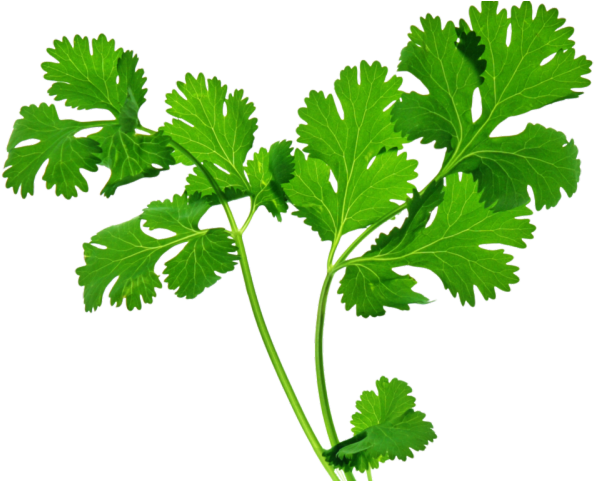 Herbs Leaf Transparent PNG Image