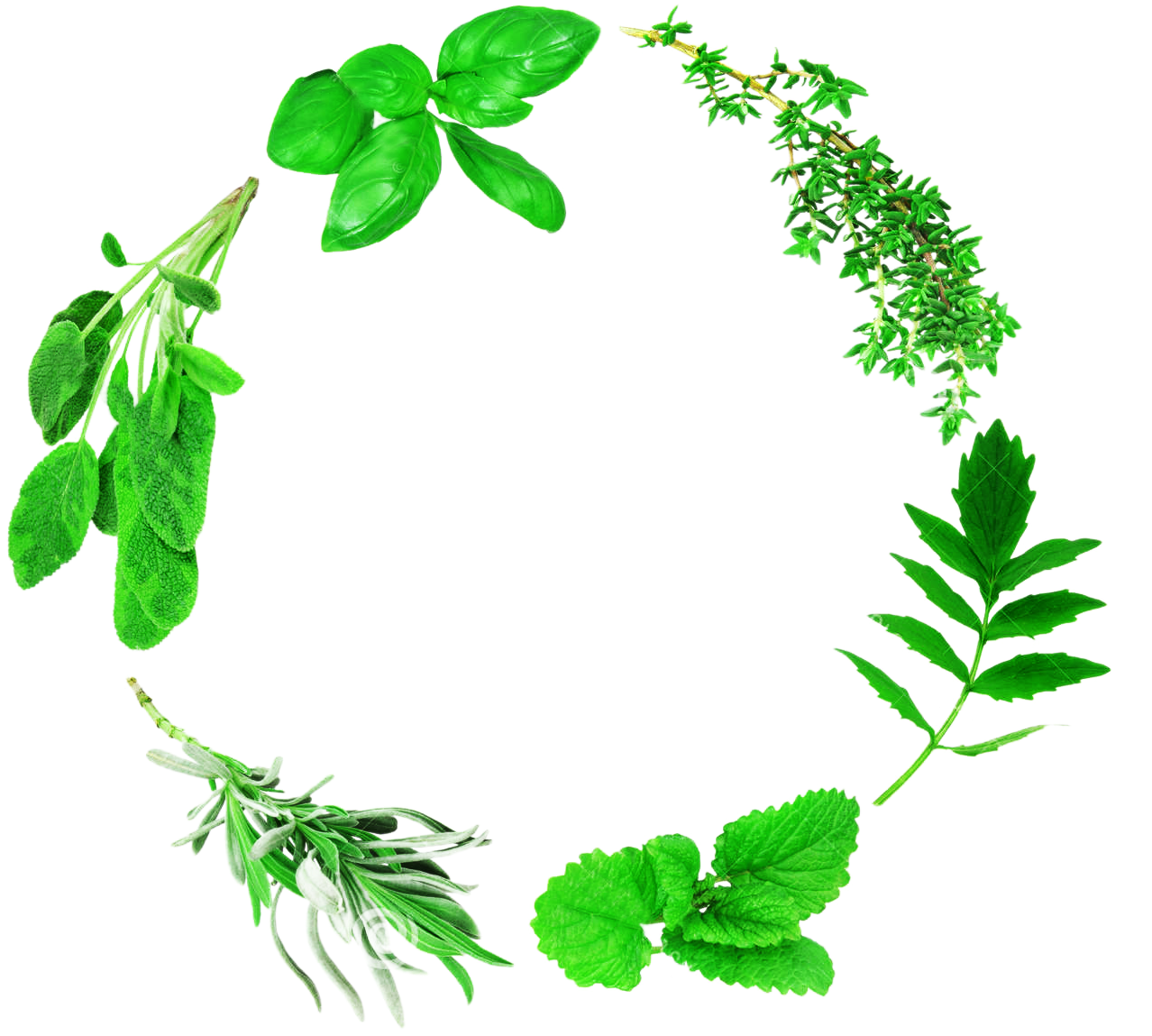 Herbs Leaf Transparent PNG Image