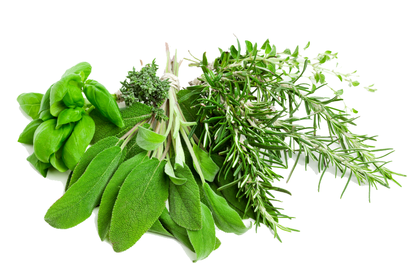 Herbs Leaf Transparent PNG Image
