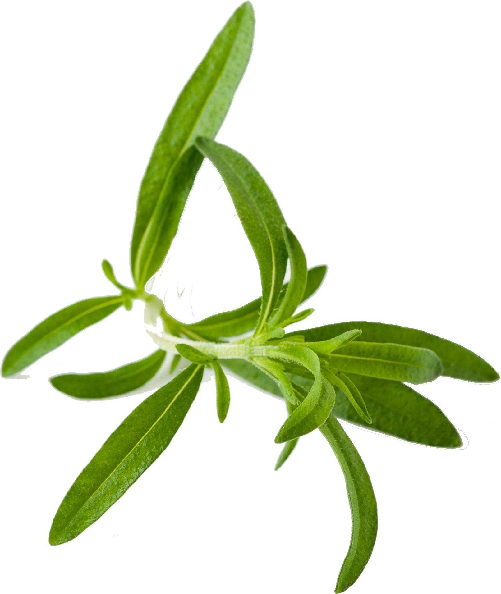 Herbs Leaf Transparent PNG Image