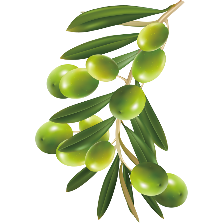 Herbs Leaf Transparent PNG Image