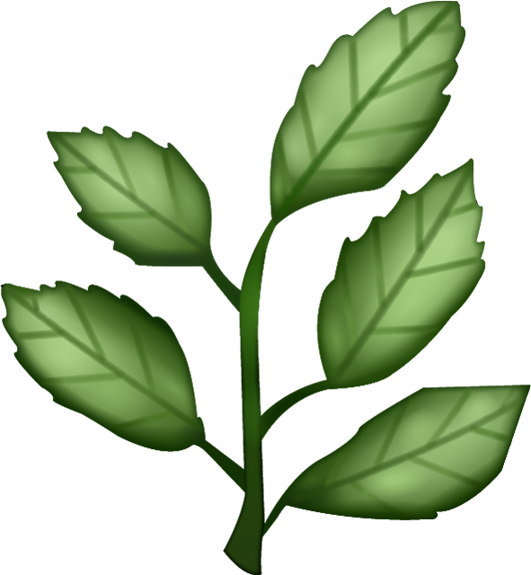 Herbs Leaf Transparent PNG Image