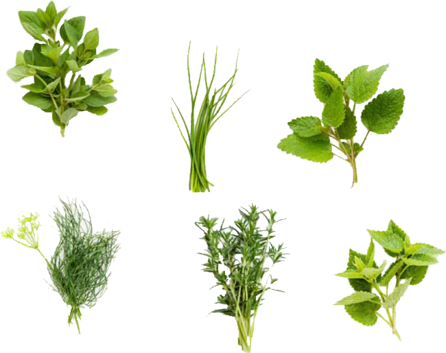 Medicine Herbs Transparent PNG Image