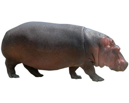 Hippopotamus Transparent PNG Image