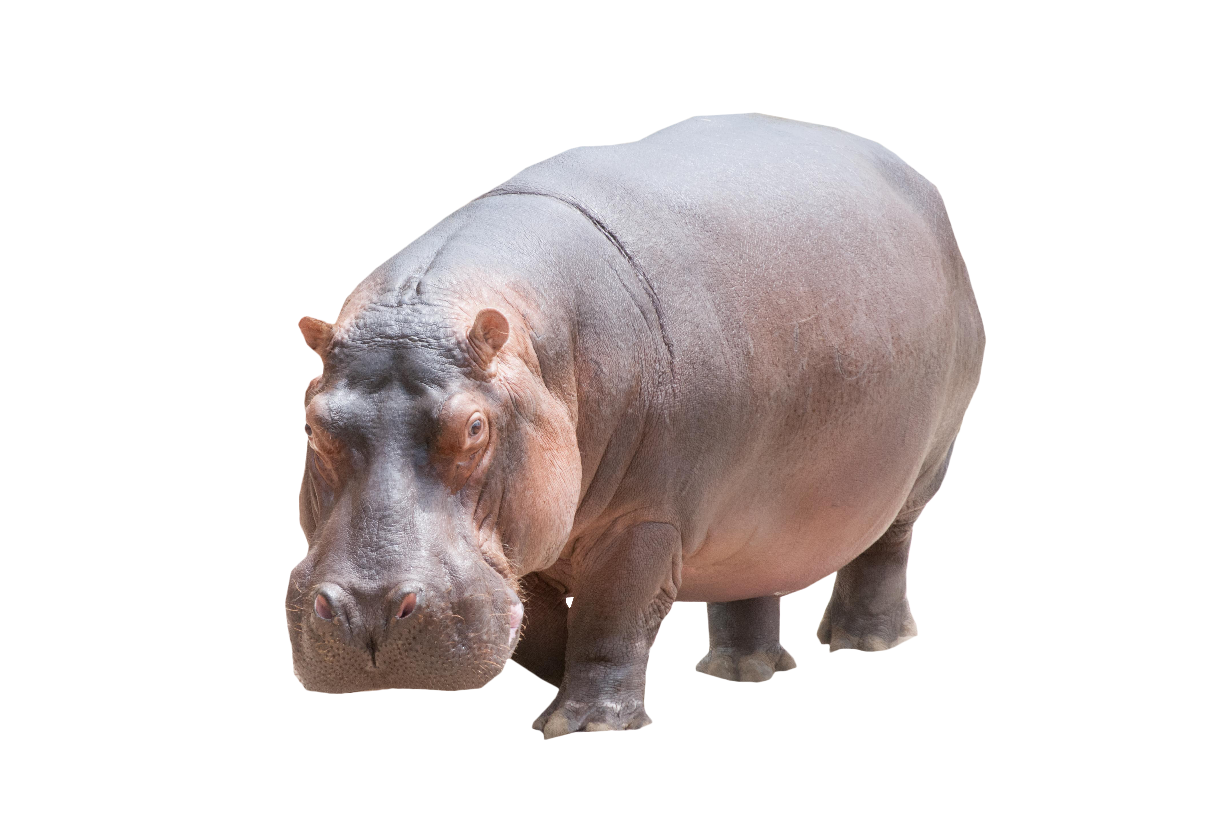 Hippo Grey Transparent PNG Image