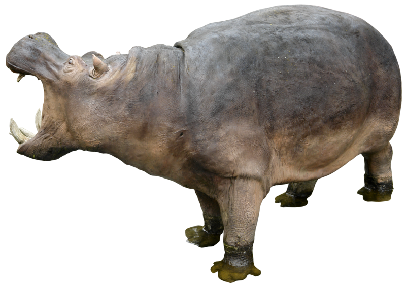 Hippo Grey Transparent PNG Image