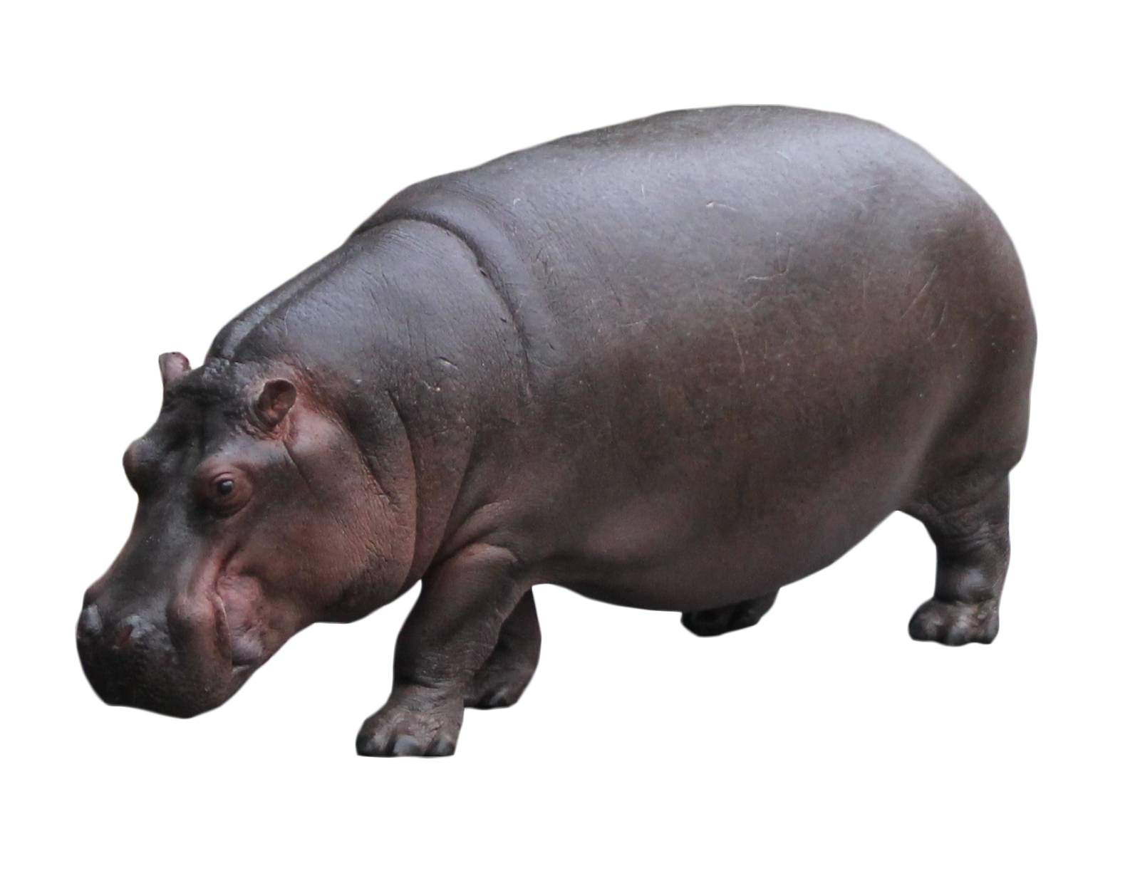 Hippo Transparent PNG Image
