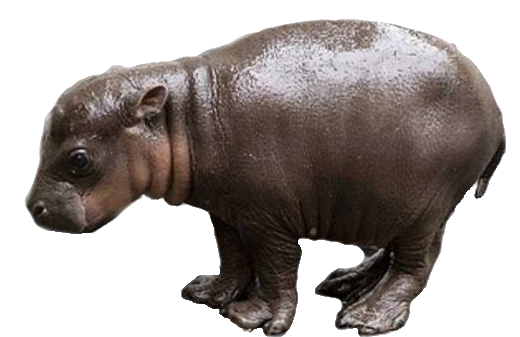 Hippo Transparent PNG Image