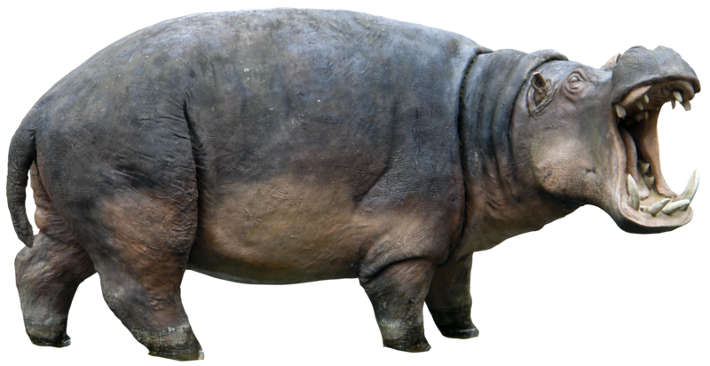 Hippo Transparent PNG Image