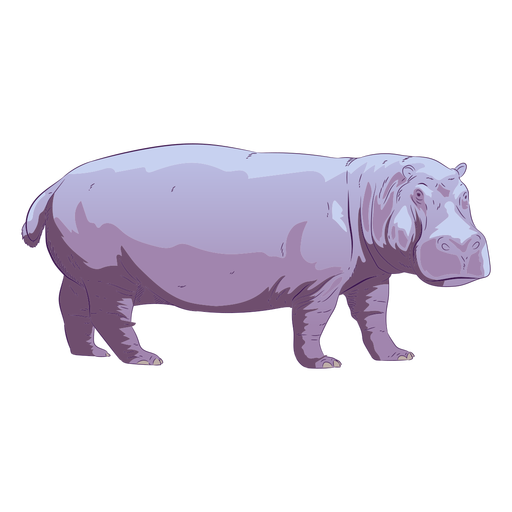 Hippo Vector Transparent PNG Image