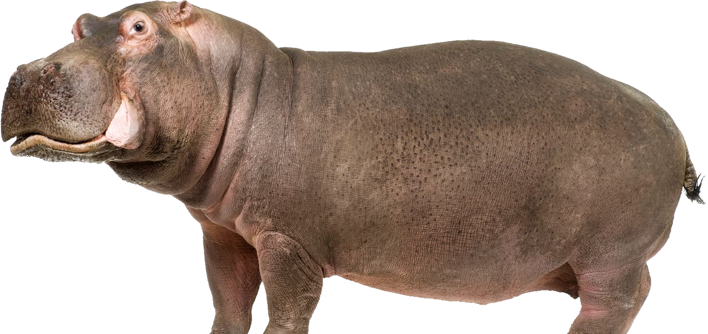 Wild Hippo Transparent PNG Image