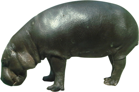 Wild Hippo Transparent PNG Image