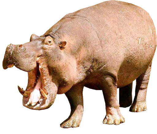 Wild Hippo Transparent PNG Image