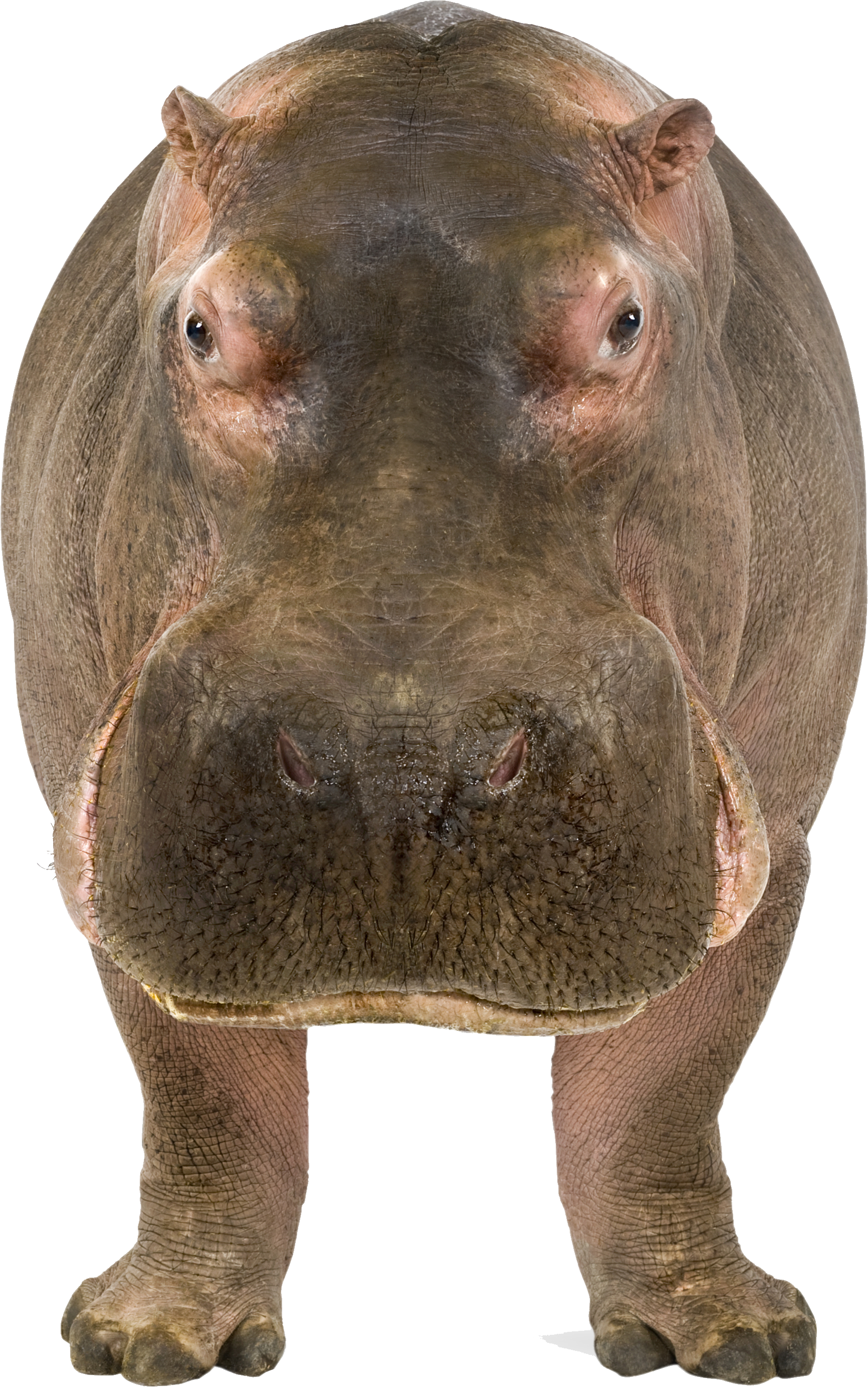 Wild Hippo Transparent PNG Image
