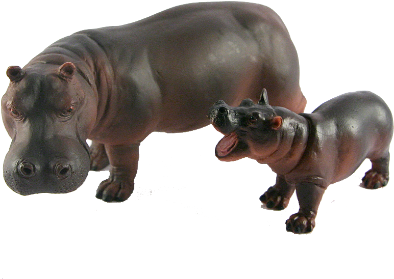Wild Hippo Transparent PNG Image