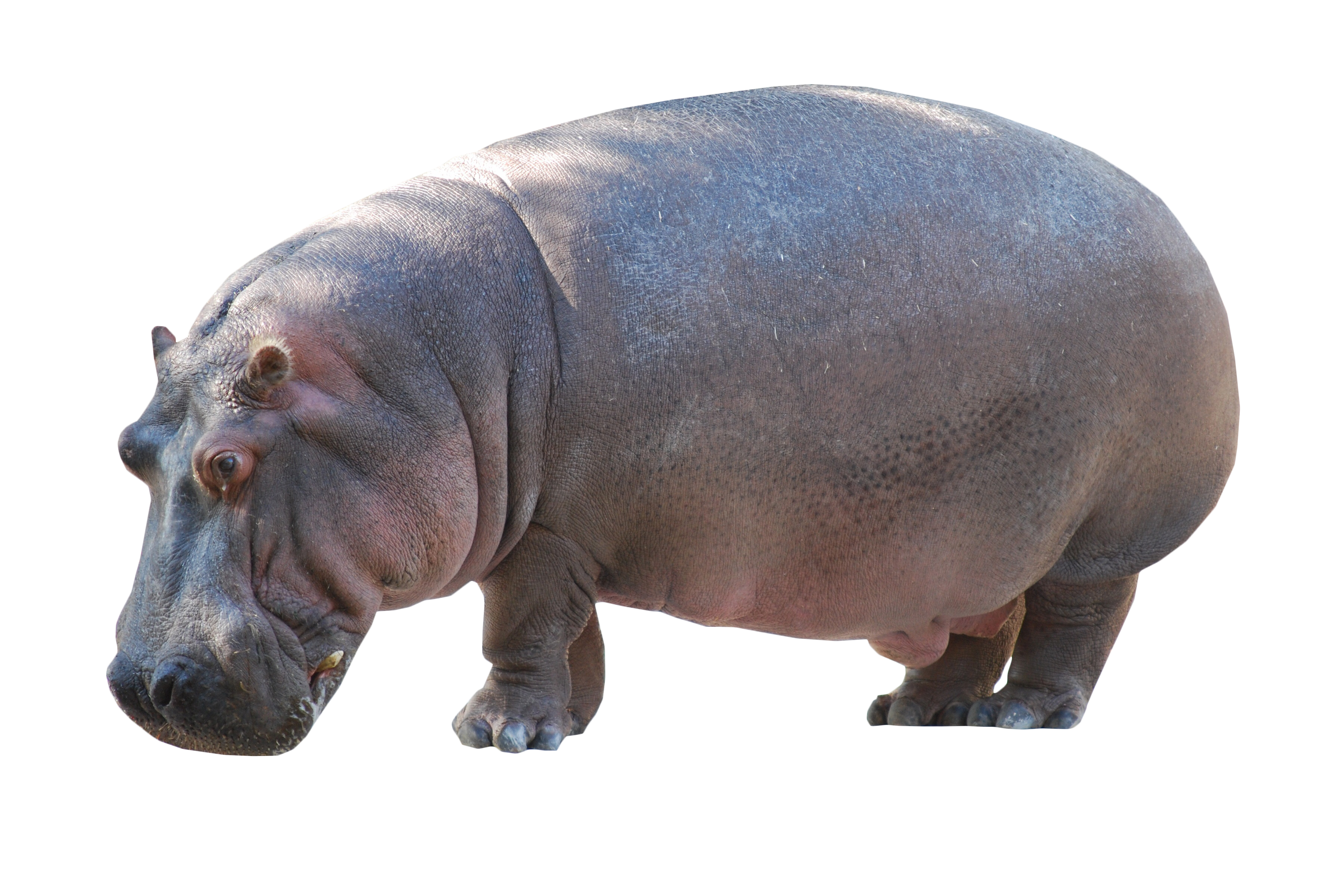 Wild Hippo Transparent PNG Image