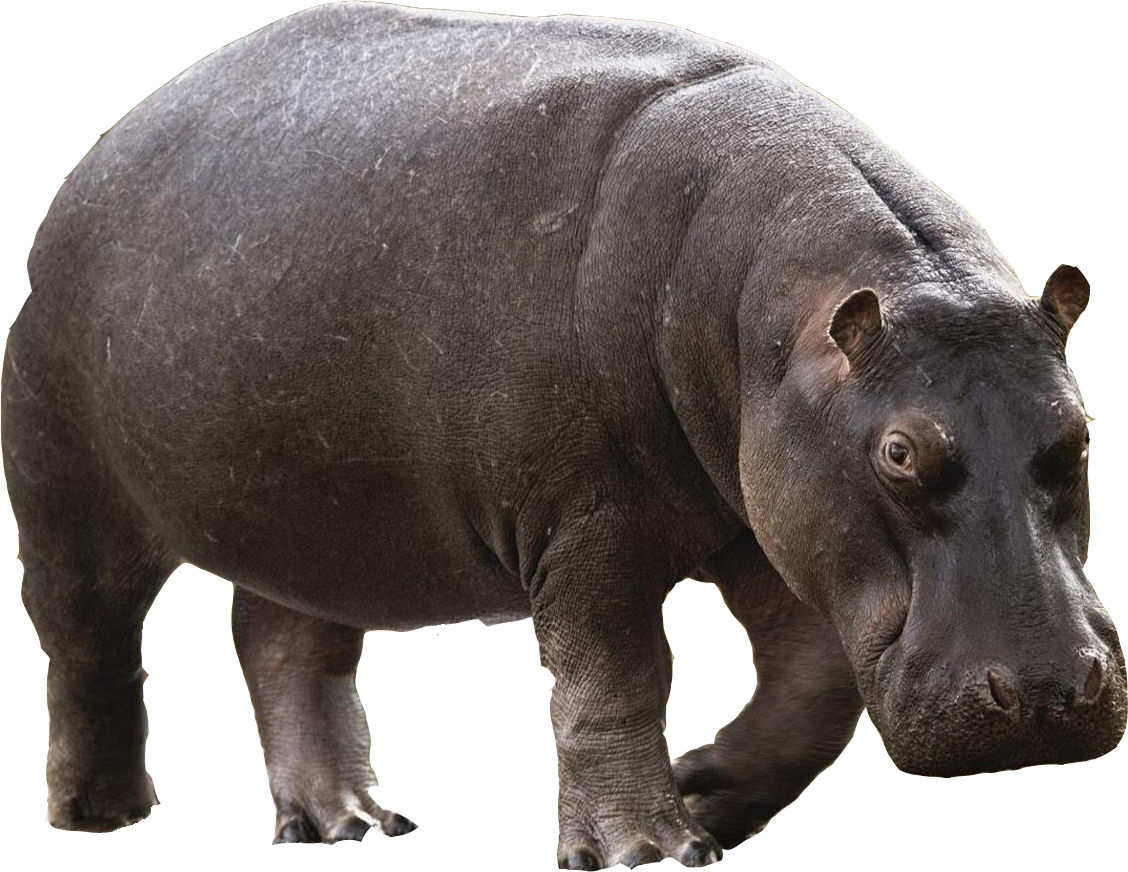 Wild Hippo Transparent PNG Image