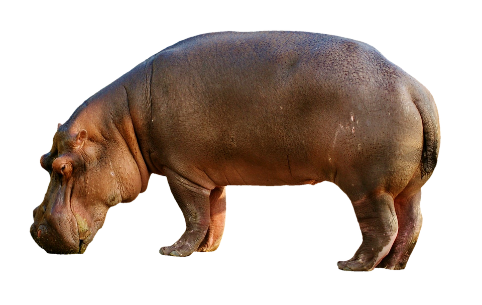 Wild Hippo Transparent PNG Image