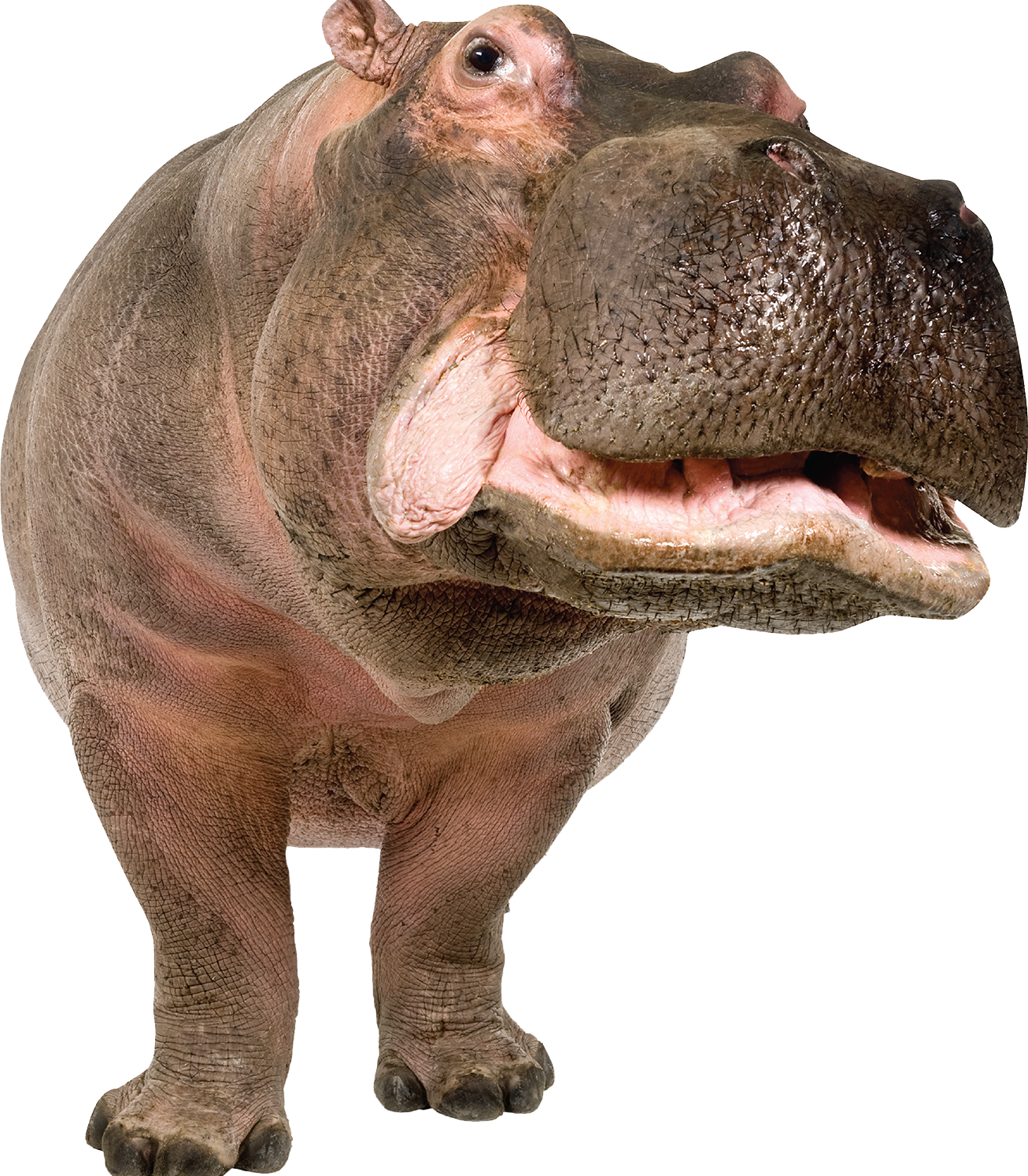 Wild Hippo Transparent PNG Image