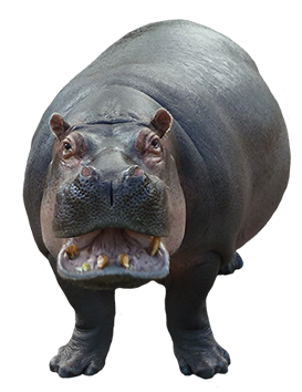 Hippopotamus Transparent PNG Image