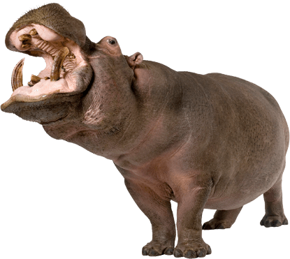 Hippopotamus Transparent PNG Image