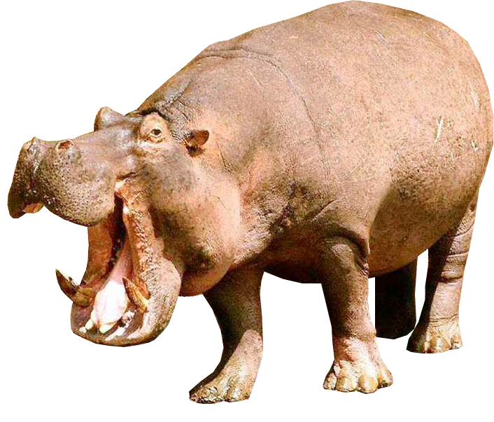 Hippopotamus File Transparent PNG Image