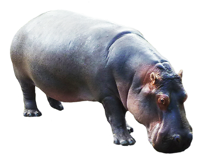 Hippopotamus Transparent PNG Image