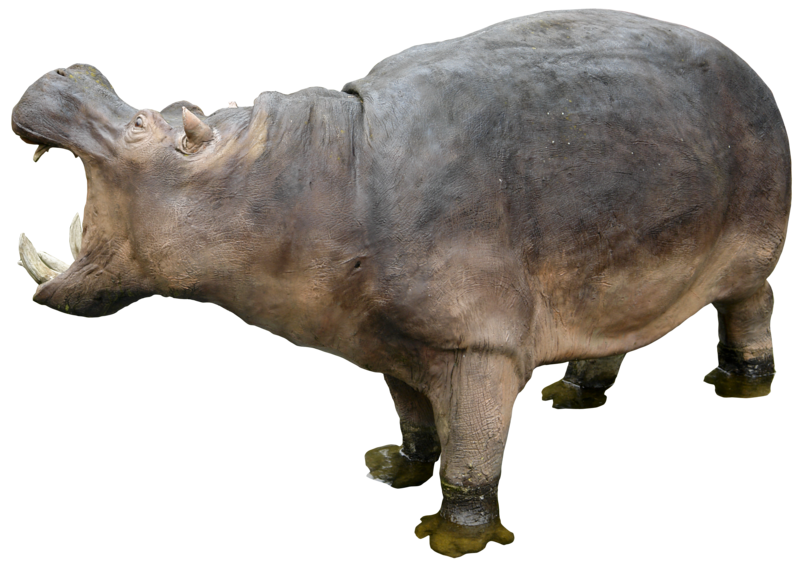 Hippopotamus Transparent PNG Image