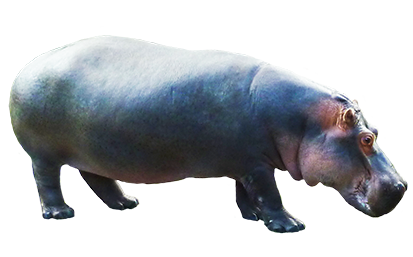 Hippopotamus Transparent PNG Image