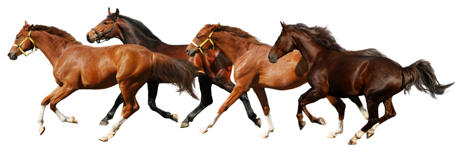 Horse 9 Transparent PNG Image