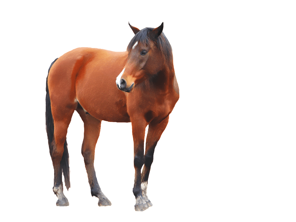 Horse Transparent PNG Image