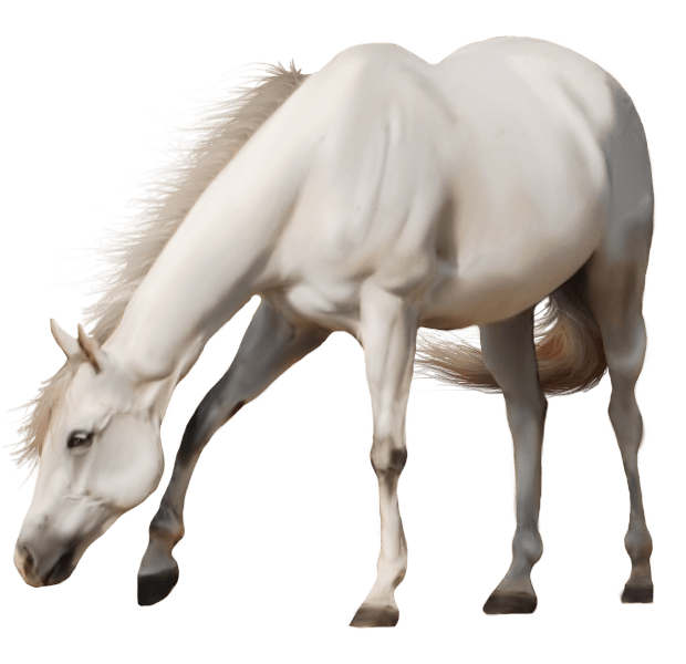 Brown Horse Background Transparent PNG Image