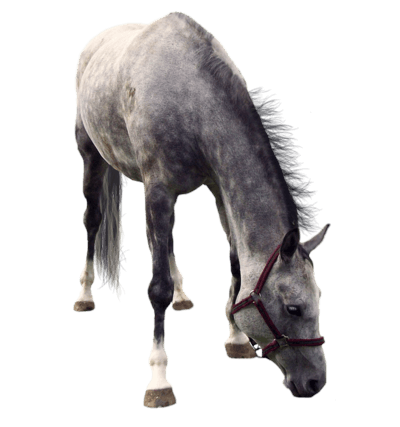 Horse Transparent PNG Image