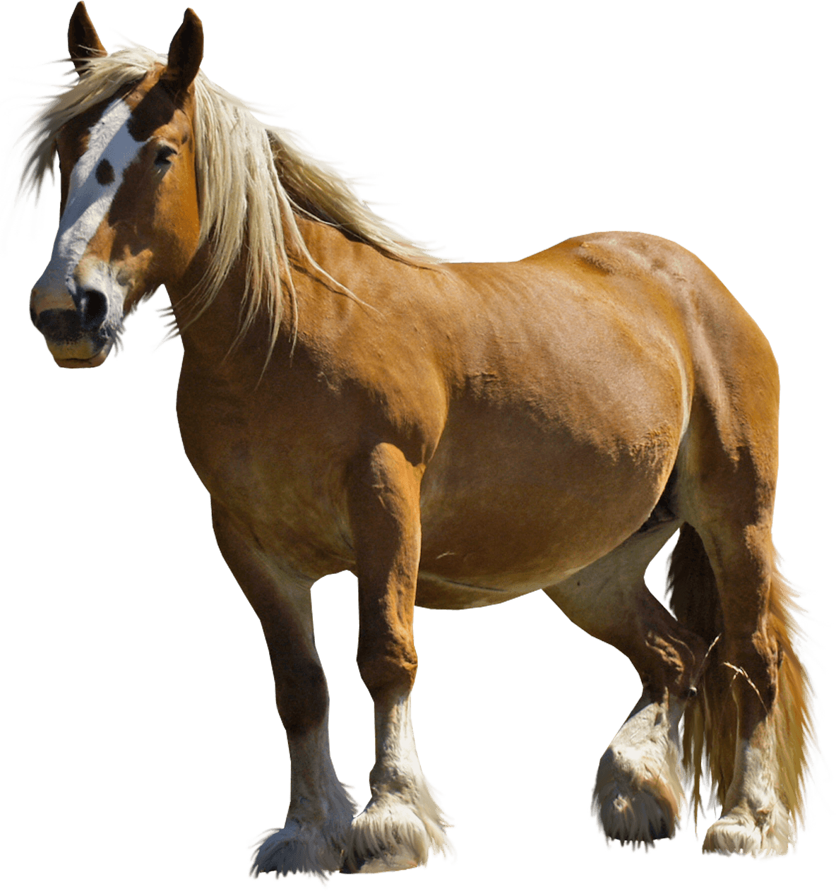 Horse Transparent PNG Image