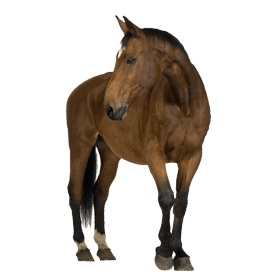 Brown Horse Background Transparent PNG Image