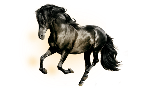 Horse Arabian Black File Transparent PNG Image